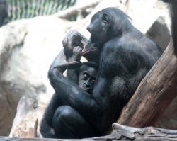 Zoo Leipzig: Bonoboweibchen Lexi umsorgt ihren Nachwuchs in Pongoland