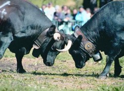 Kampf der Kühe: Ein Alpenspektakel der besonderen Art